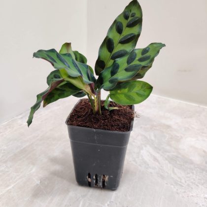 Calathea Goeppertia insignis 7 cm pot