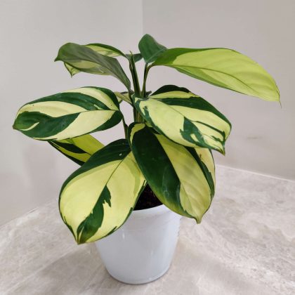 Calathea 'Golden Mosaic' 12 cm pot