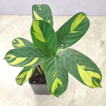 Calathea 'Golden Mosaic' 7 cm pot