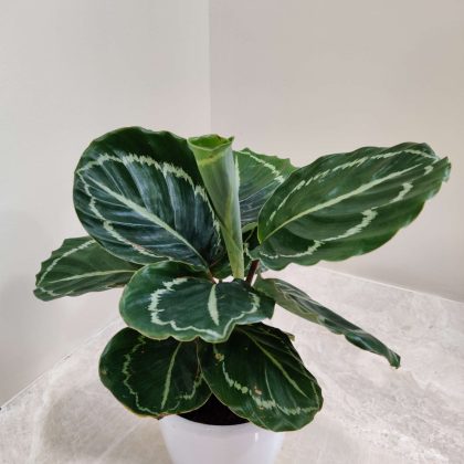 Calathea 'Green Lipstick' 12 cm pot
