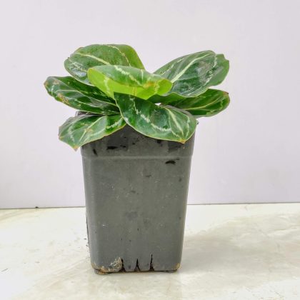 Calathea 'Green Lipstick' 7 cm pot