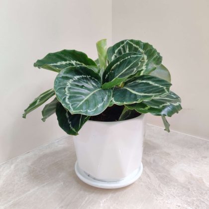 Calathea Green Lipstick Plant in Minimalist Round Ceramic Pot