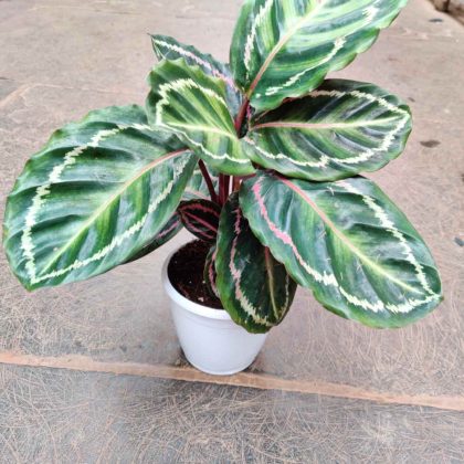 Calathea 'Illustrious' 12 cm pot