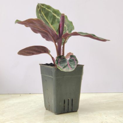 Calathea 'Illustrious' 7 cm pot