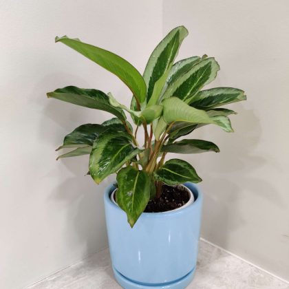Calathea Jf Macbr Plant in Ceramic Pot