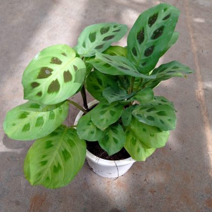 Calathea Leuconeura 12 cm pot