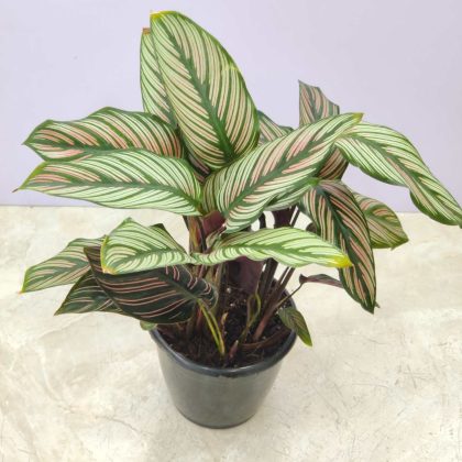 Calathea 'Majestic Star' 12 cm pot