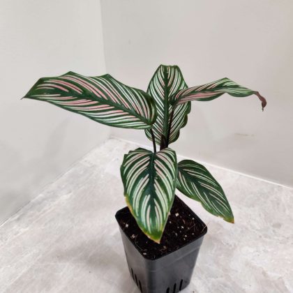 Calathea Majestica 'White Star' 7 cm pot