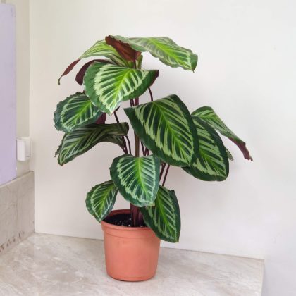 Calathea 'Medallion Cora' 18 cm pot