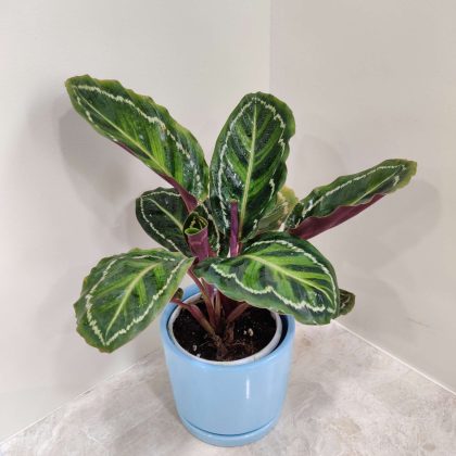 Calathea Medallion Plant in Beautiful Ceramic Pot