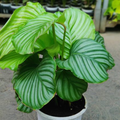 Calathea Orbifolia 18 cm pot