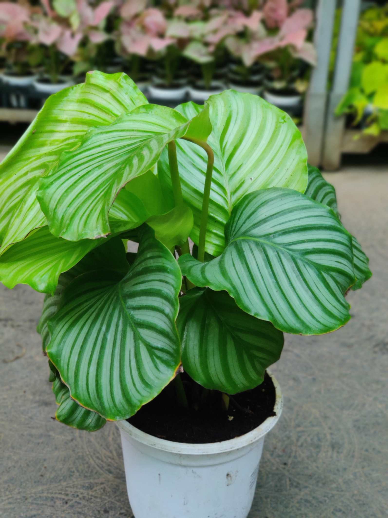 Calathea Orbifolia 18 cm pot
