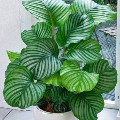 Calathea Orbifolia 7 cm pot