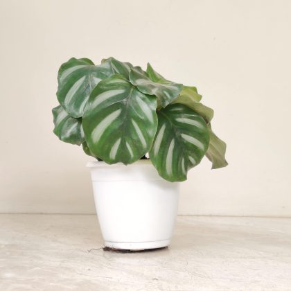 Calathea Orbifolia White 12 cm pot