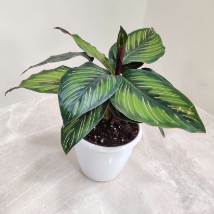 Calathea Ornata 'Beauty Star' 12 cm pot