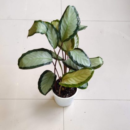 Calathea Picturata Argentea 12 cm pot