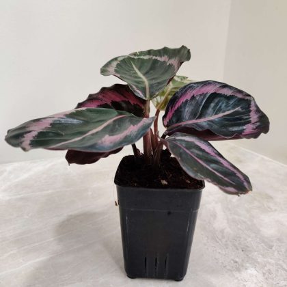 Calathea 'Red Wine' 7 cm pot