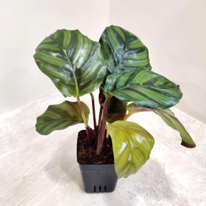 Calathea 'Rose Apple' 7 cm pot