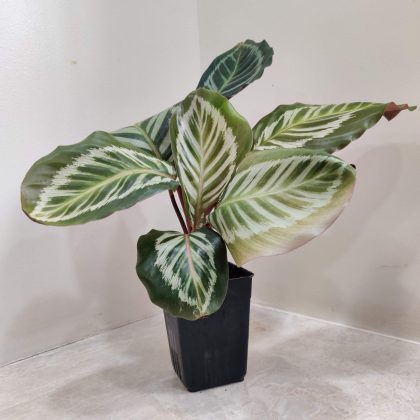 Calathea Roseopicta 'Cora' 7 cm pot