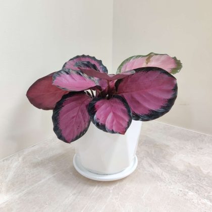 Calathea Roseopicta Crimson Plant in White Ceramic Pot
