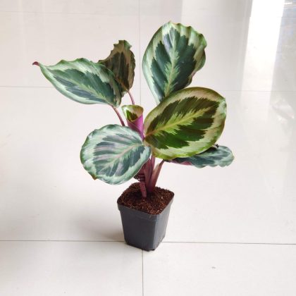 Calathea Roseopicta 'Marion' 7 cm pot