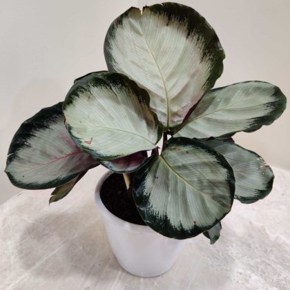 Calathea Roseopicta 'Rosy 12' cm pot