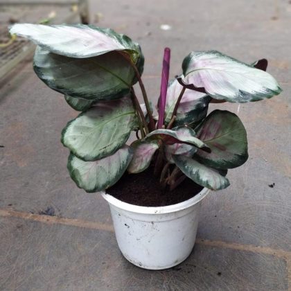Calathea Roseopicta 'Rosy' 18 cm pot