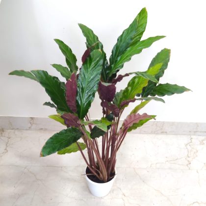 Calathea 'Rufibarba' 12 cm pot