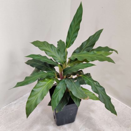 Calathea Rufibarba Green 8.5 cm pot