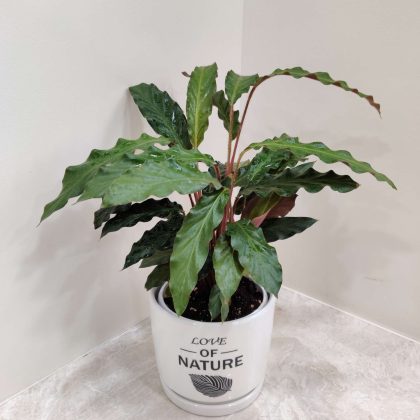 Calathea Rufibarba Plant in Design Ceramic Pot