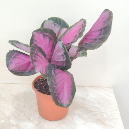 Calathea 'Rusco' 18 cm pot