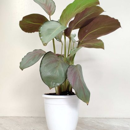 Calathea 'Silver Plate' 12 cm pot