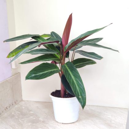 Calathea Stromanthe Sanguinea 'Triostar' 18 cm pot