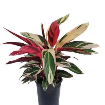 Calathea Stromanthe Triostar 12 cm pot