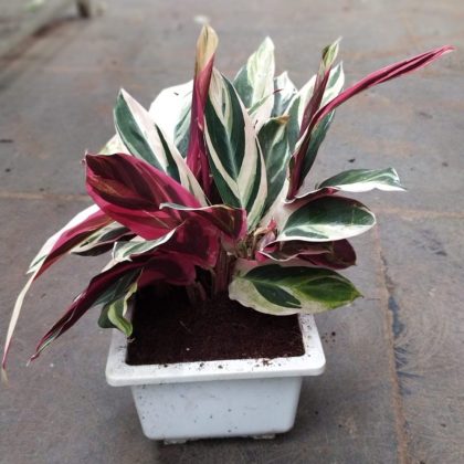 Calathea Stromanthe Triostar 18 cm pot