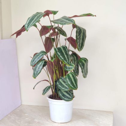 Calathea 'Vandenheckei' 18 cm pot