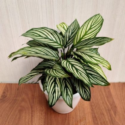 Calathea 'Vittata' 12 cm pot