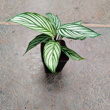 Calathea Vittata 7 cm pot