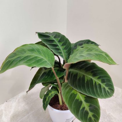 Calathea 'Warscewiczii' 12 cm pot