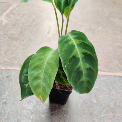 Calathea Warscewiczii 7 cm pot