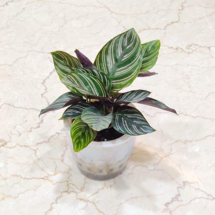 Calathea Watering Plant 12 cm pot