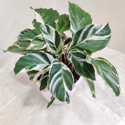Calathea 'White Fusion' 12 cm pot
