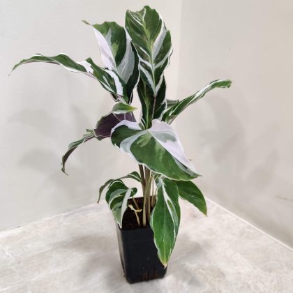 Calathea 'White Fusion' 7 cm pot