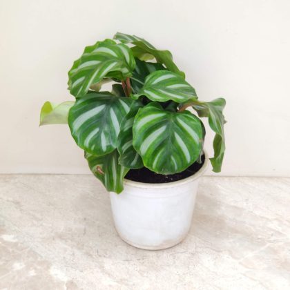 Calathea White Orbifolia 18 cm pot