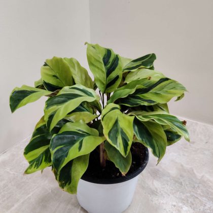 Calathea Yellow Fusion 12 cm pot