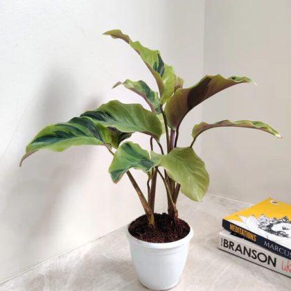 Calathea Yellow Fusion Plant 8.5 cm pot