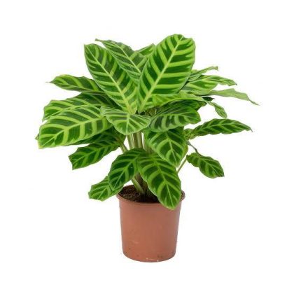 Calathea Zebrina 12 cm pot