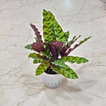 Calathea insignis Watering Plant 12 cm pot