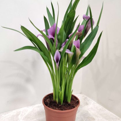 Calla Lily Purple 14.5 cm pot