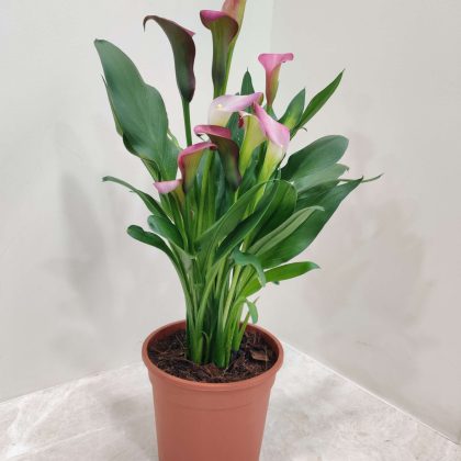 Calla Mini Lavender Lily14.5 cm pot
